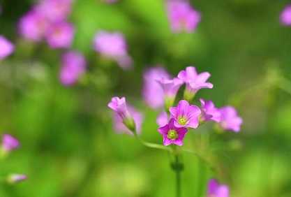 永本法师：如何依教修学——《妙法莲华经》