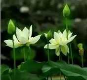 佛教九华山菩萨真身