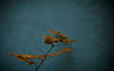 多罗那他与六支瑜伽
