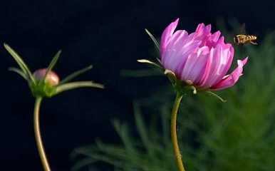 佛音每日若持诵21遍《往生咒》可消除业障 可萌生智慧的苗芽